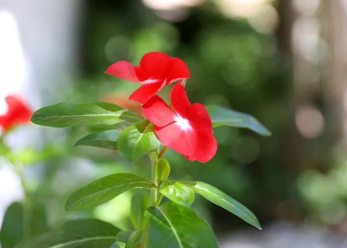 Suzana Apartman Ždrelac