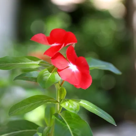 Suzana Apartment Ždrelac